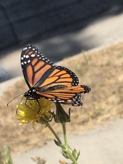 Danaus plexippus