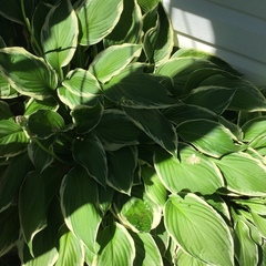 Hosta