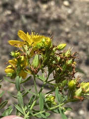 Hypericum perforatum perforatum