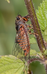 Cicadetta montana