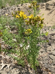 Hypericum perforatum perforatum