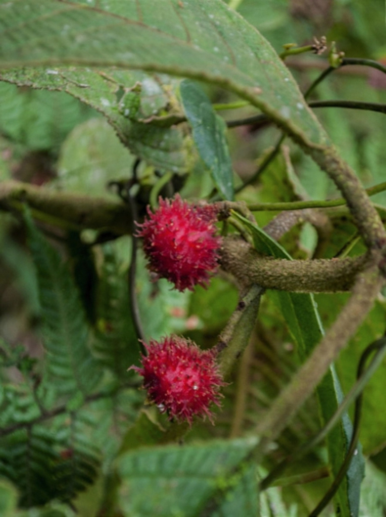 Siparuna echinata
