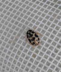 Anisosticta bitriangularis
