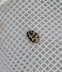 Anisosticta bitriangularis