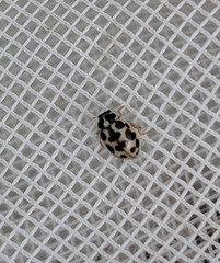 Anisosticta bitriangularis