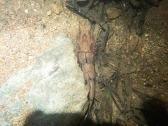 Oxyeleotris marmorata