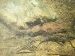 Oxyeleotris marmorata