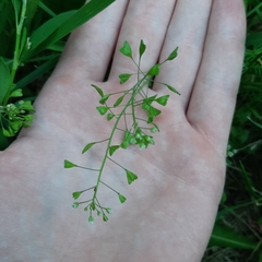 Capsella bursa-pastoris