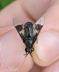 Chrysops cincticornis