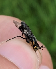 Chrysops cincticornis