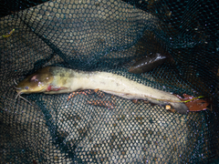 Clarias fuscus
