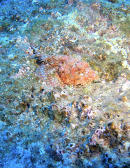 Scorpaena mystes