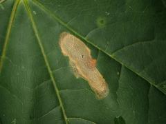 Phyllonorycter joannisi