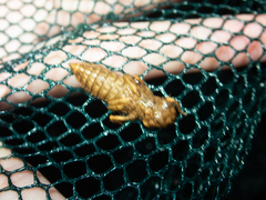 Melligomphus guangdongensis