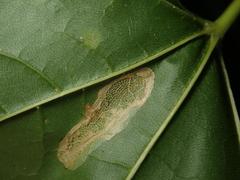 Phyllonorycter joannisi