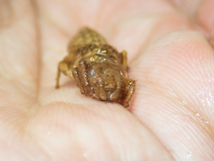 Melligomphus guangdongensis