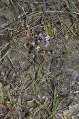 Cyanella hyacinthoides