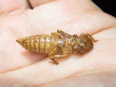 Melligomphus guangdongensis