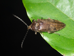 Eulichadidae