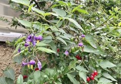Solanum dulcamara