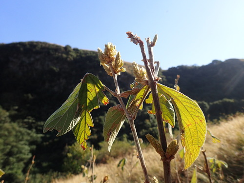 Image of Flemingia grahamiana by (c) Mahomed Desai, some rights reserved (CC BY)