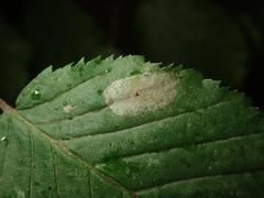 Phyllonorycter esperella