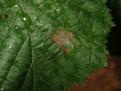 Phyllonorycter nicellii