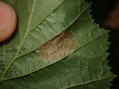 Phyllonorycter nicellii