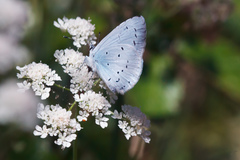 Celastrina argiolus