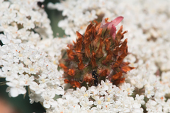 Trifolium fragiferum