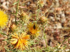 Centaurea ornata