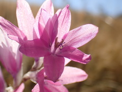Dierama latifolium