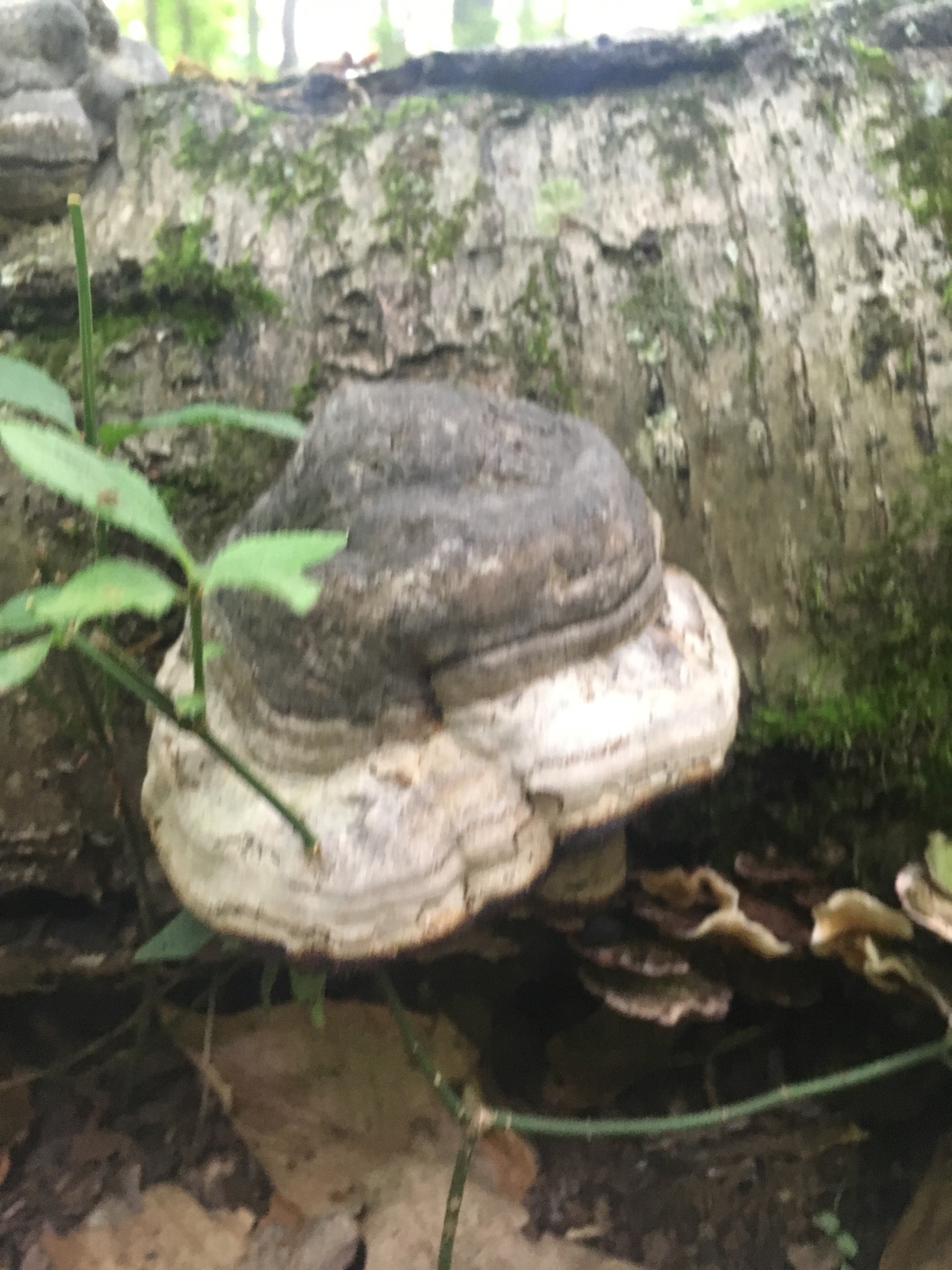 Fomes fomentarius image