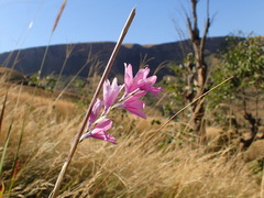 Dierama latifolium