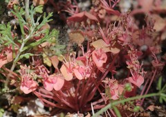 Claytonia rubra