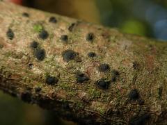 Diatrype disciformis