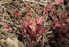 Claytonia rubra