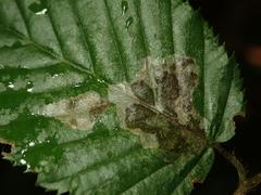 Phyllonorycter esperella