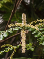 Weinmannia pubescens