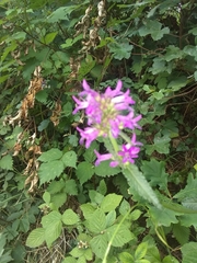 Betonica officinalis