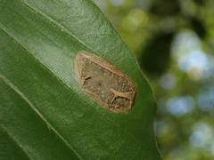 Phyllonorycter messaniella