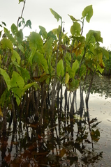 Montrichardia arborescens