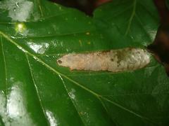 Phyllonorycter maestingella