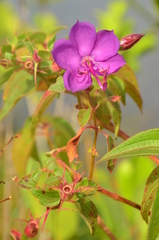 Rhynchanthera grandiflora