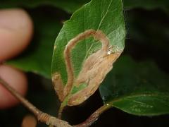 Stigmella hemargyrella