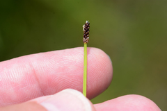 Eleocharis compressa