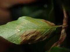 Stigmella hemargyrella