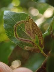 Stigmella hemargyrella