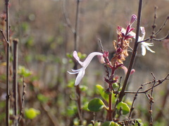 Aeollanthus parvifolius