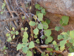 Aeollanthus parvifolius